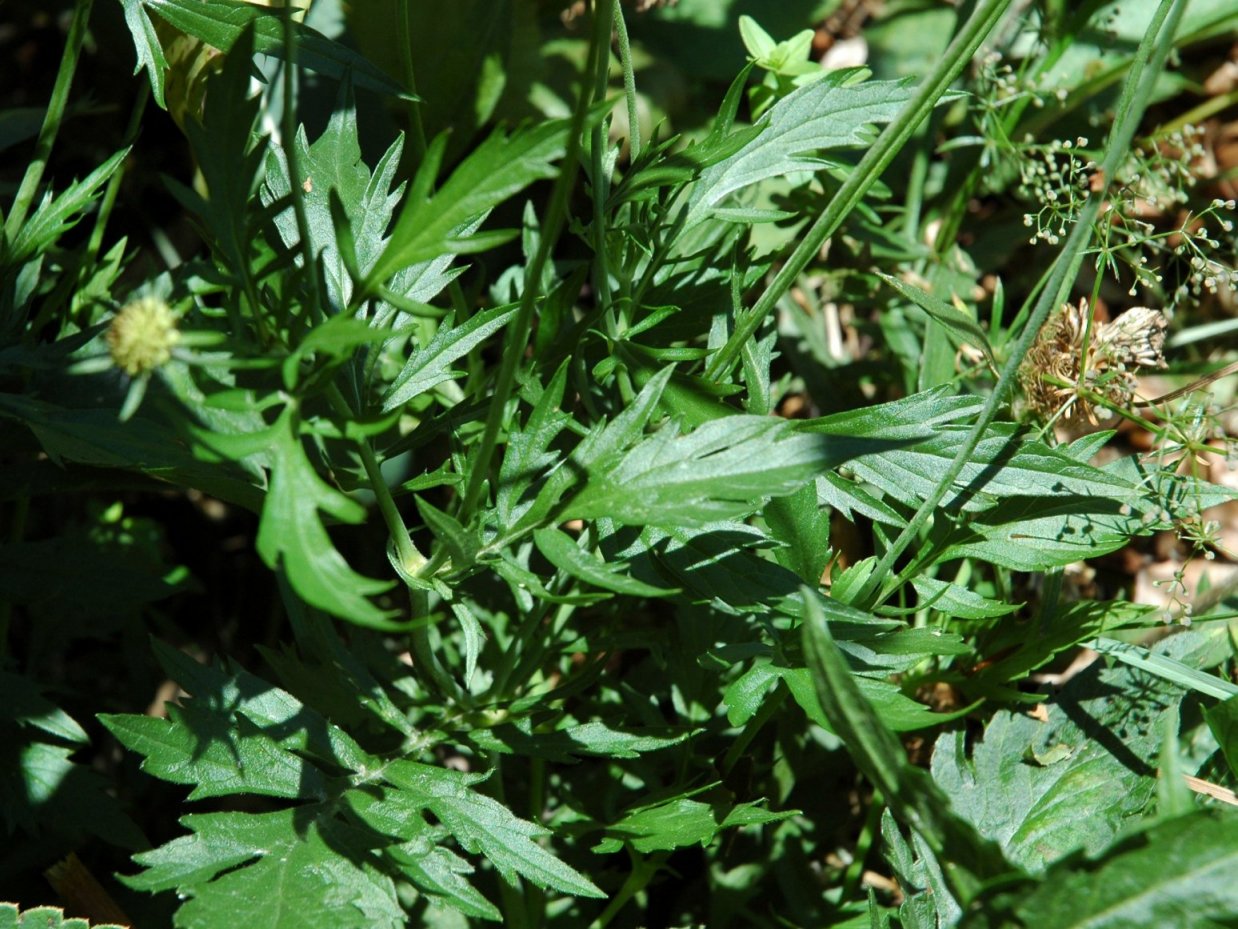 Scabiosa 1608d e